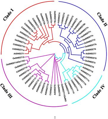 Transcription Factor CitERF16 Is Involved in Citrus Fruit Sucrose Accumulation by Activating CitSWEET11d